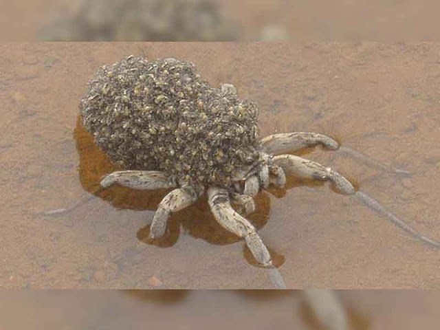 En australiensisk spindel som bär sina bebisar på ryggen.
