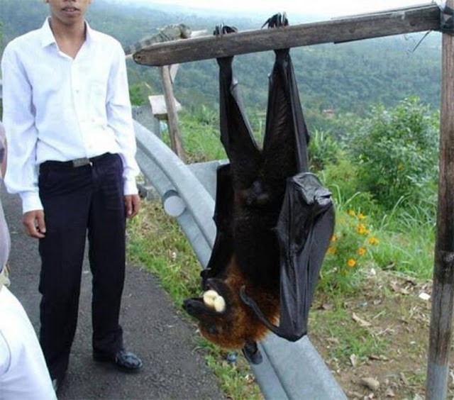 A "small" example of a flying fox, an animal widespread in Indochina but sometimes it can also be found as far as Australia.