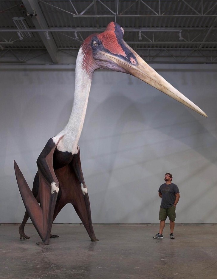 De grootste gevleugelde die ooit bestaan heeft in het tijdperk van de dinosauriërs.