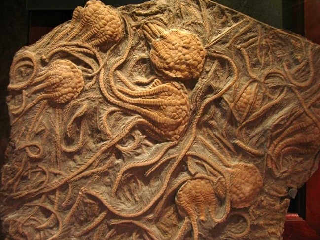 Des lis de mer fossilisés, datant de l'époque du Crétacé.