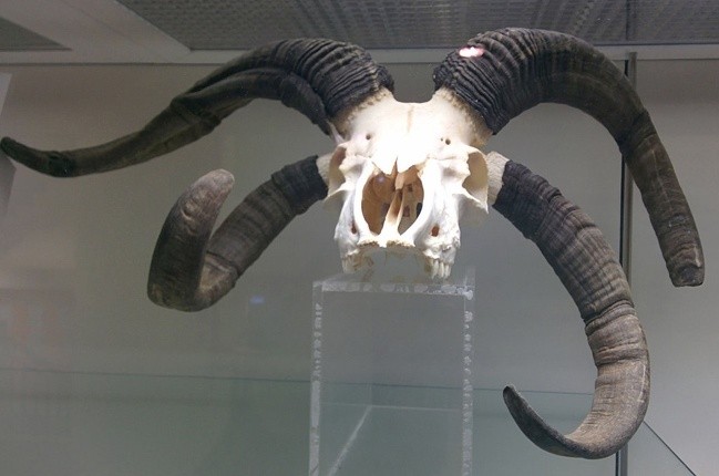 Een schedel van een Jacobsschaap.