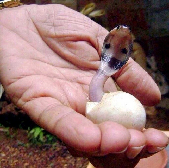 Ein Kobra-Baby.