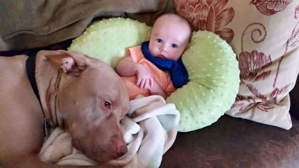 11. Parfois, le soin que les chiens auprès des nouveaux-nés est touchant.