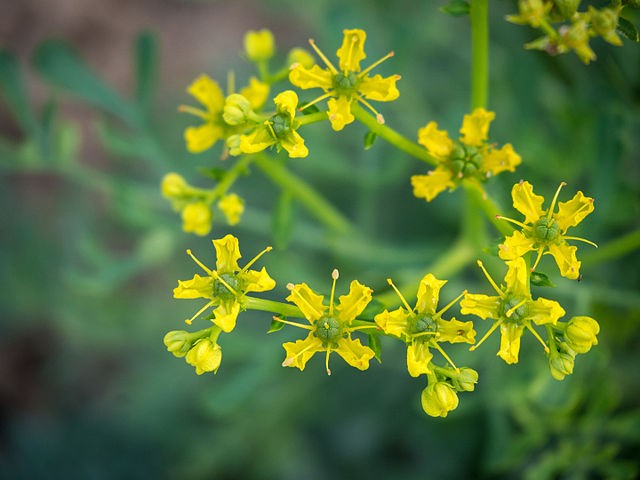 The Rue plant (Ruta graveolens)