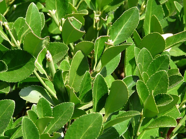 Bay leaves (Bay Laurel)