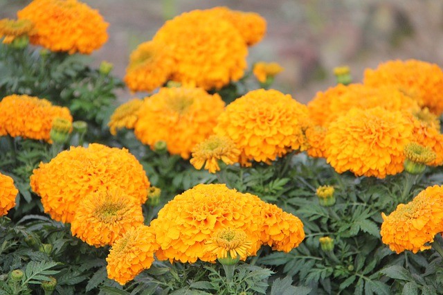 Marigold (Calendula officinalis)