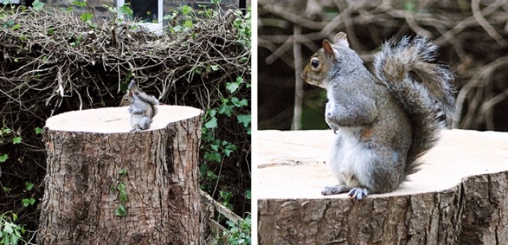 10. Dit eekhoorntje keert terug naar 'huis', maar waar een boom stond staat nu alleen een boomstronk