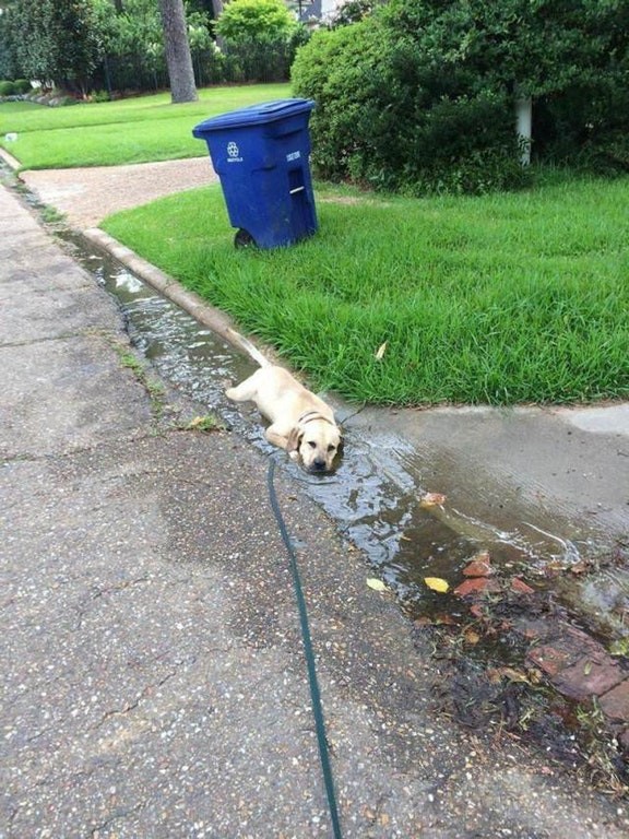 The passion that Labradors have for water has no limits ...