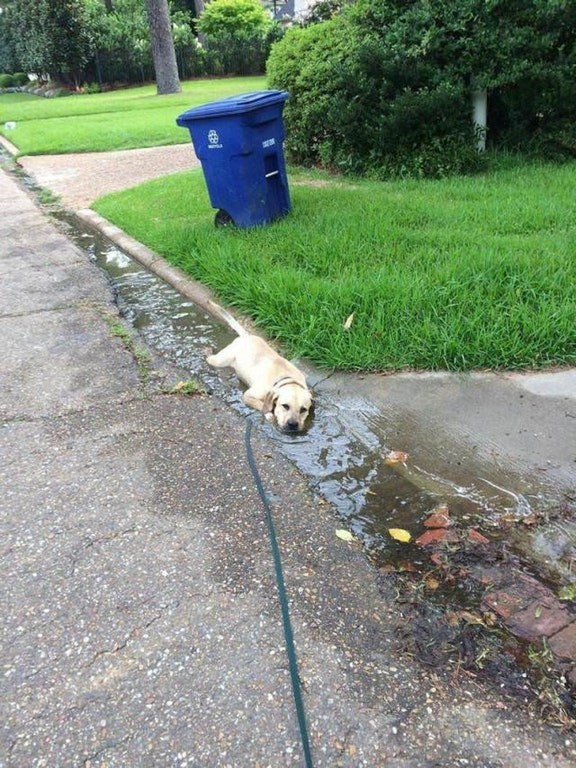 De passie van labradors voor water kent geen grenzen...