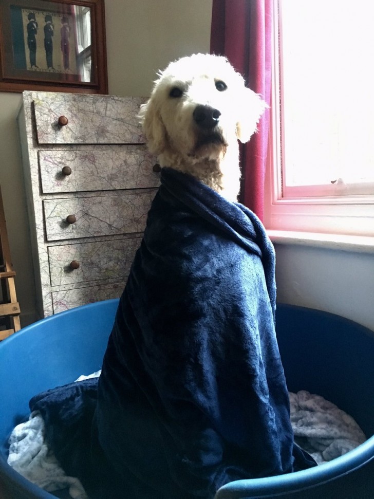 "I put a blanket around my dog's shoulders ​as a joke and 20 minutes later he was still there as if waiting for the ceremony to begin ..."