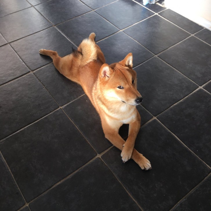 "Me esta mirando tirado sobre el piso, con las patas anteriores cruzadas...Esta es la foto mas bella que jamas haya hecho!"