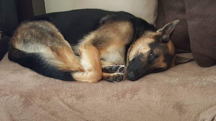 "Bear likes to hold his paws while he is sleeping."