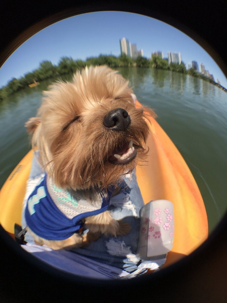 This dog definitely likes to go canoeing ...