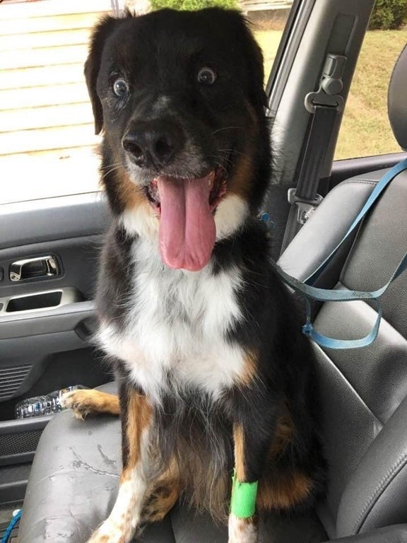 " Ma femme m'a envoyé cette photo après avoir récupéré notre chien chez le vétérinaire. Il est encore sous anesthésie, dit-elle"