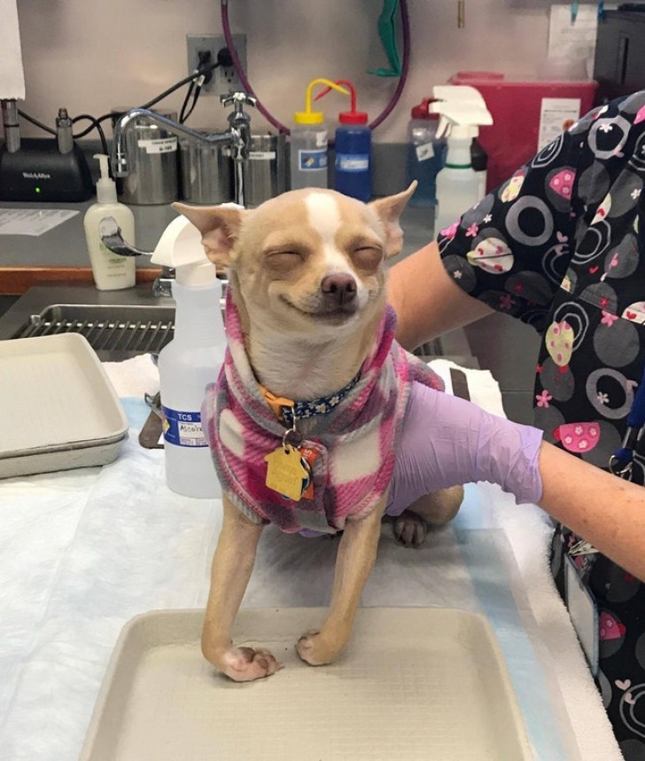 "Le chien de mes amis a mangé une boîte de biscuits hier."