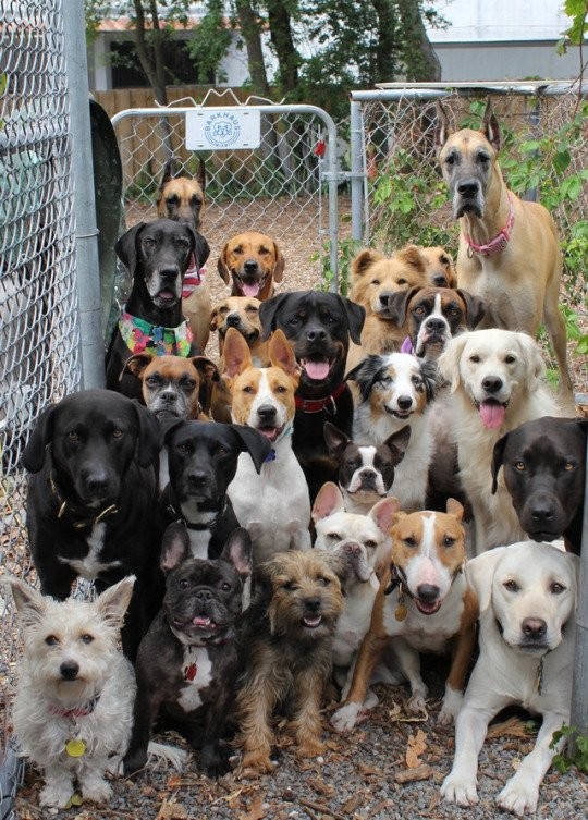 Uma foto de todos os alunos da escola.