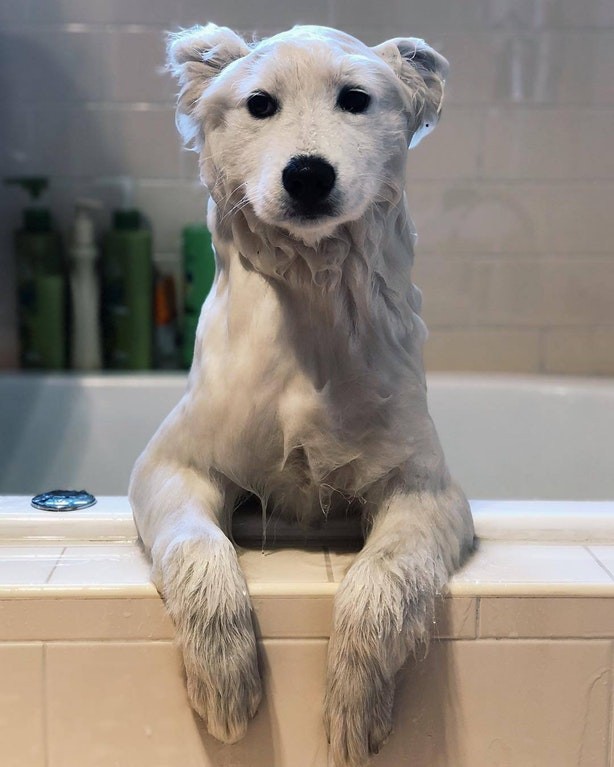 "When we give him a bath he looks like a polar bear."