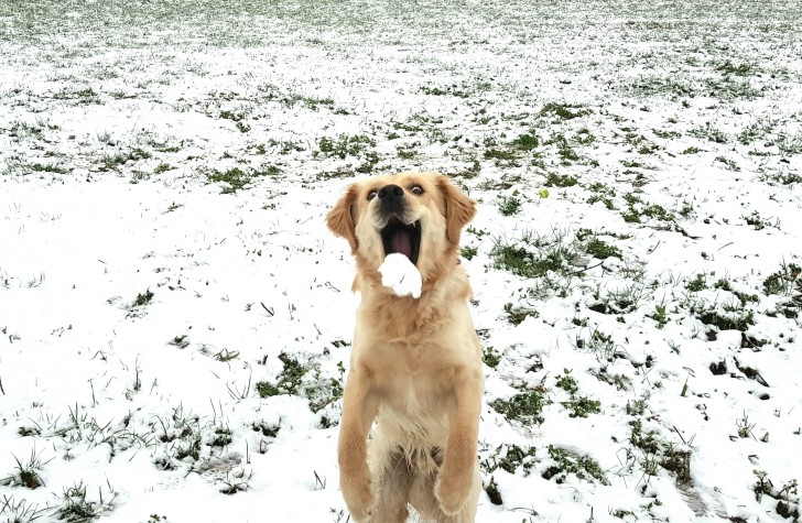 "Bruno's first snowball!"