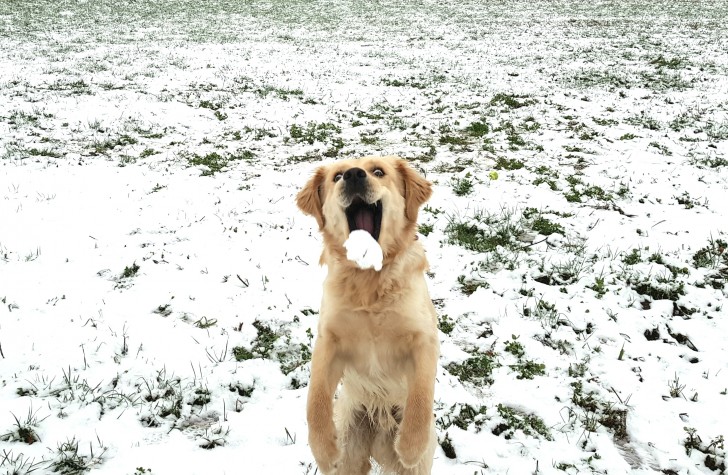 "La primera pelota de nieve de Bruno!"