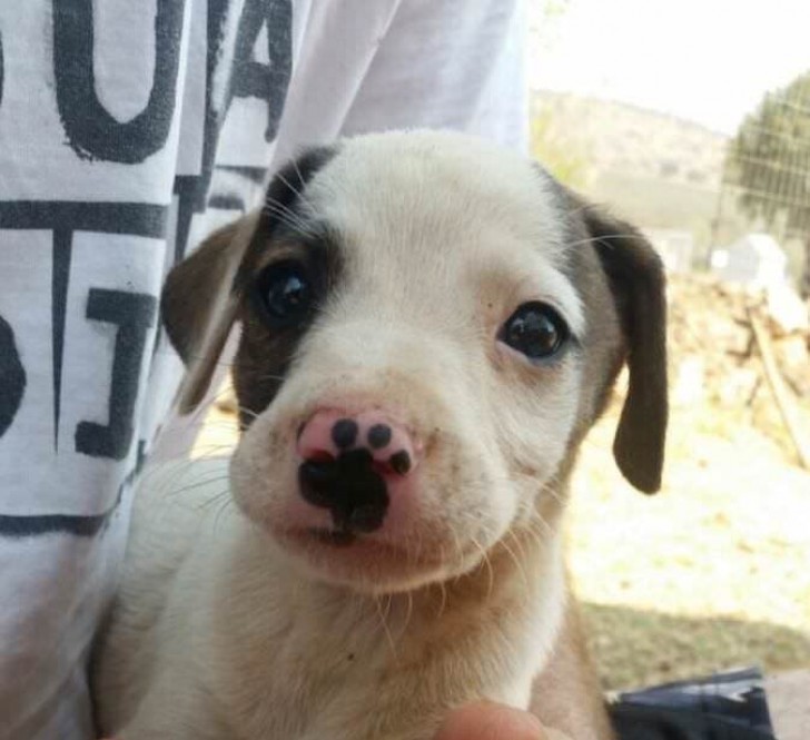 "Snoot has a paw print on his nose."