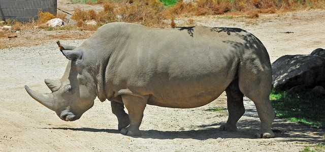I rinoceronti bianchi settentrionali sono stati oggetto, insieme alle altre specie di rinoceronti, del bracconaggio volto a recuperare l'avorio nelle corna degli animali.