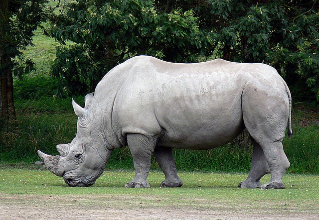 Qual è il futuro per la specie dei rinoceronti bianchi?