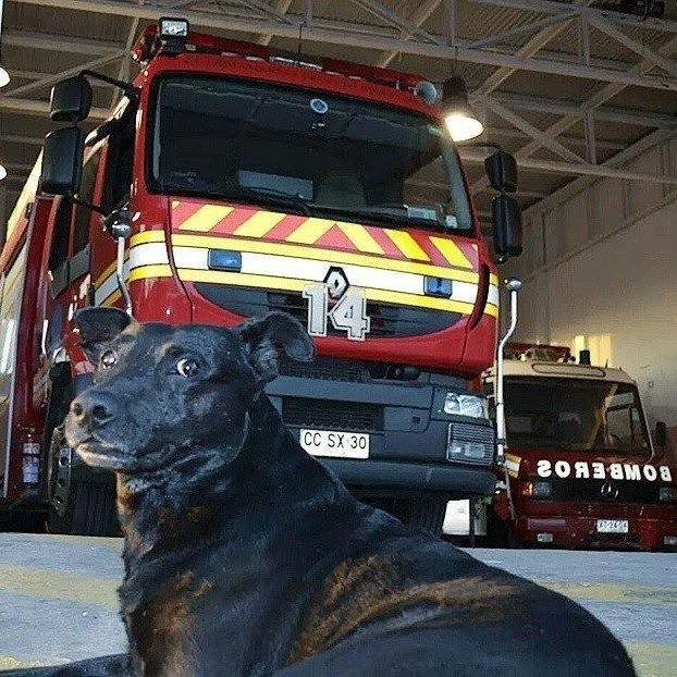 "È con grande dolore che vi comunichiamo che il nostro adorato Negro ha lasciato questa Terra oggi"...