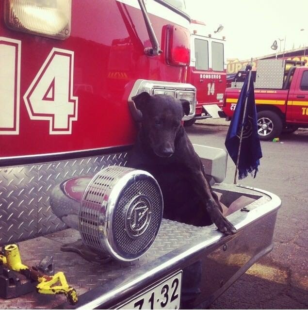 Negro was a dog who with his presence alleviated the stress and strain of so many firefighters struggling with dangerous missions and who cheered everyone up during the moments of waiting.