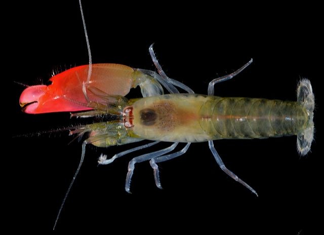 Les chercheurs ont identifié un crustacé vivant au large des côtes du Panama, doté de super-pouvoirs.