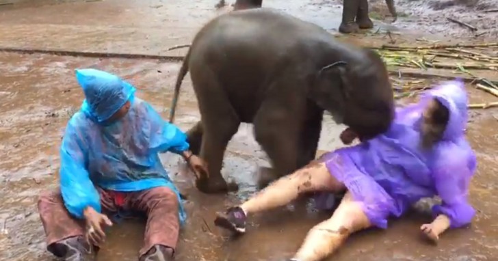 The baby elephant approaches her looking for some hugs ... But not even the refuge operator (on the left) expected so much enthusiasm from the baby elephant!