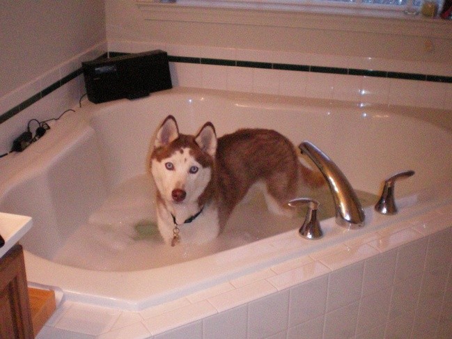 J'attendais toute la journée le moment pour faire un bon bain chaud...Mais j'avais oublié que j'avais un Husky à la maison!