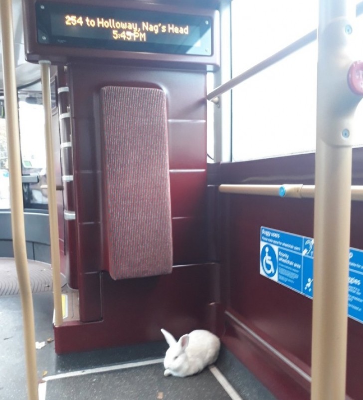 Only a white rabbit on this bus, but what is so strange about that?