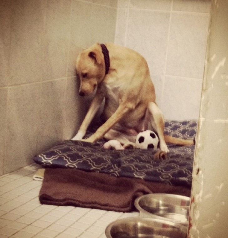 This dog named Lana was brought back to the animal shelter shortly after being adopted ...