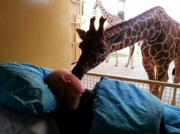 25 ans de service dans un parc zoologique: avant d’être hospitalisé cet homme a voulu dire au revoir à son amie la girafe.