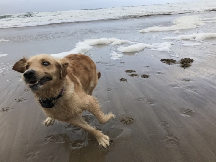When you take your dog to the sea not knowing how he will react ... And you end up taking pictures like this!