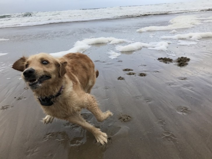 När du tar med hunden till stranden utan att veta hur han kommer att reagera...och så slutar det med att du tar en bild som den här!