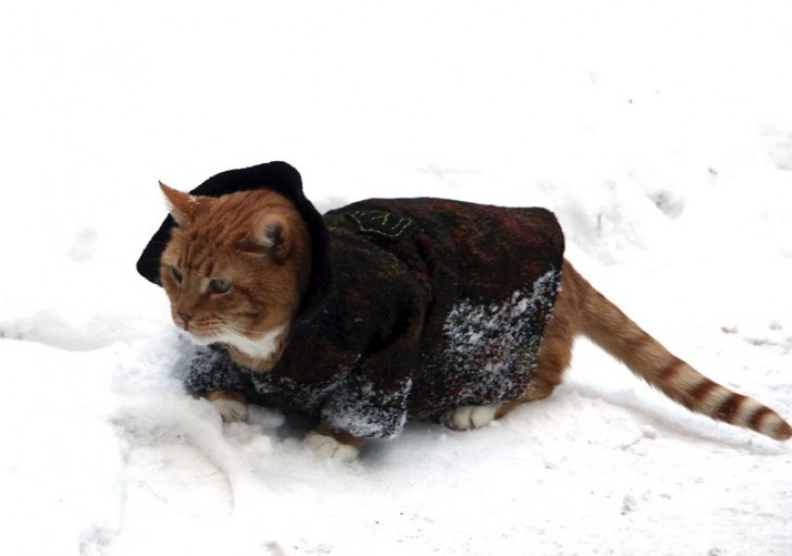 Philemon is the official cat at a museum and the employees wrote on their website that the cat needed a jacket for the winter. People responded and now Philemon is no longer afraid of the cold.