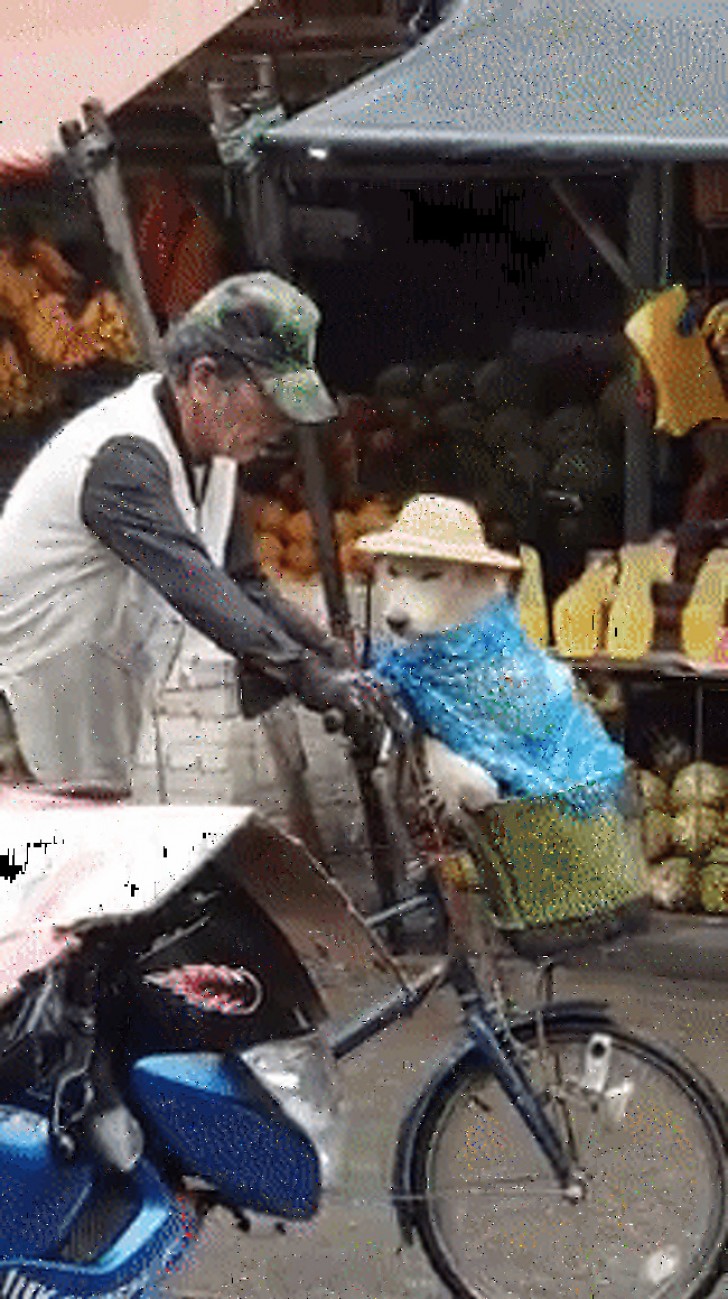 In Davao, in the Philippines, a man makes sure that his dog does not get wet while being carried in his bicycle basket under the pouring rain.