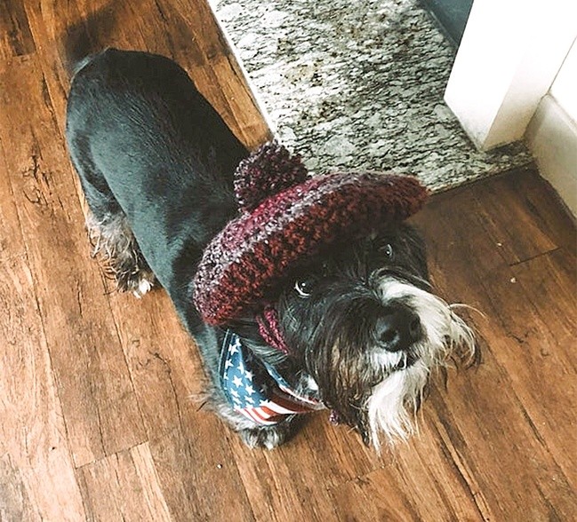 Hoje eu levei o cachorro comigo para fazer compras: uma mulher se apaixonou por ele e deu de presente este chapeuzinho que ela mesma tinha feito.