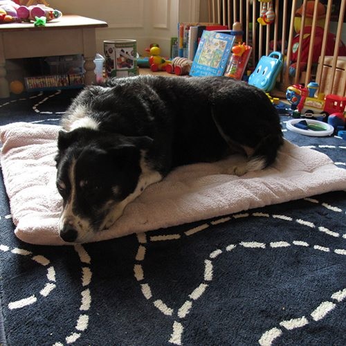 1. Almohadon caliente para perros.