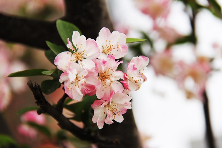 Dalle zone meridionali dello Yunnan, alla provincia settentrionale dello Shanxi, il paese si ricopre di boccioli in fiore.