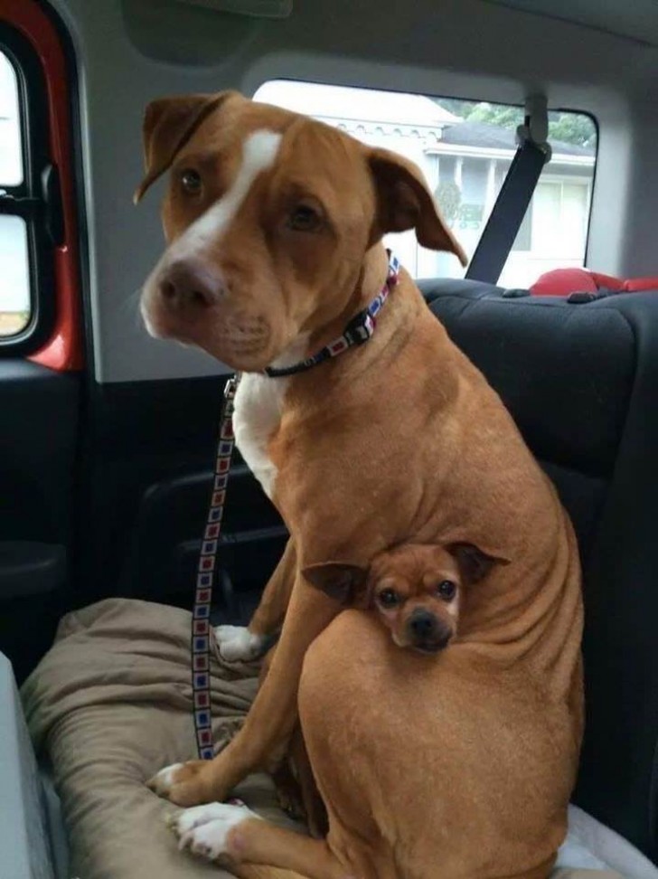This pit bull protected the little chihuahua during his stay in a dog kennel and his new owner decided to adopt them both.
