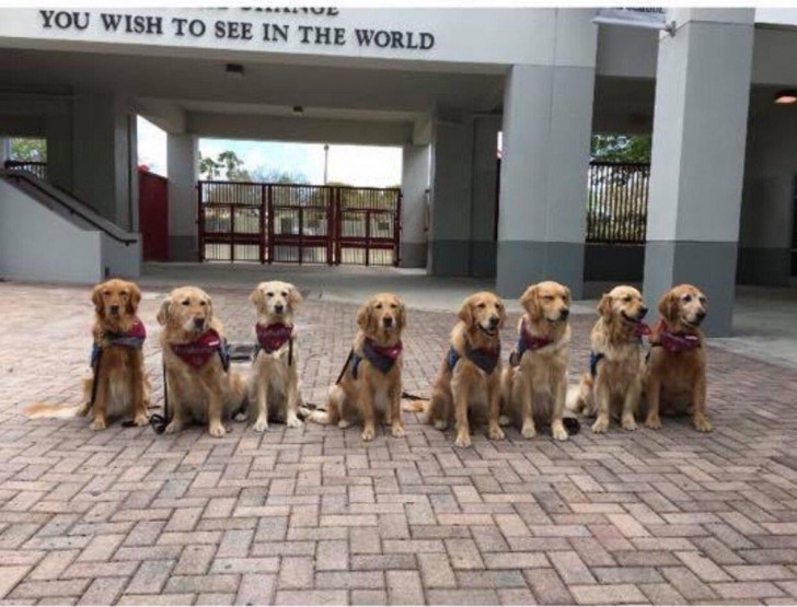 "Diese Therapiehunde warten auf die Ankunft der neuen Schüler".