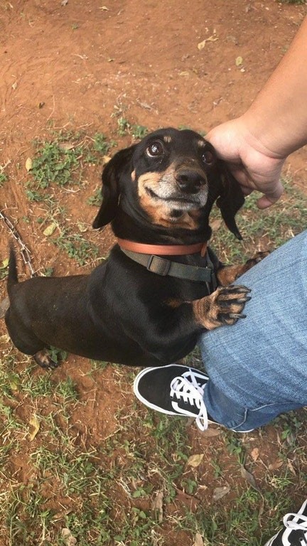 "On ne mérite pas les chiens!"