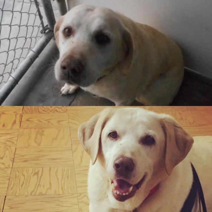 "Quand ils me demandent pourquoi je donne à manger aux chiens, je leur montre cette photo."