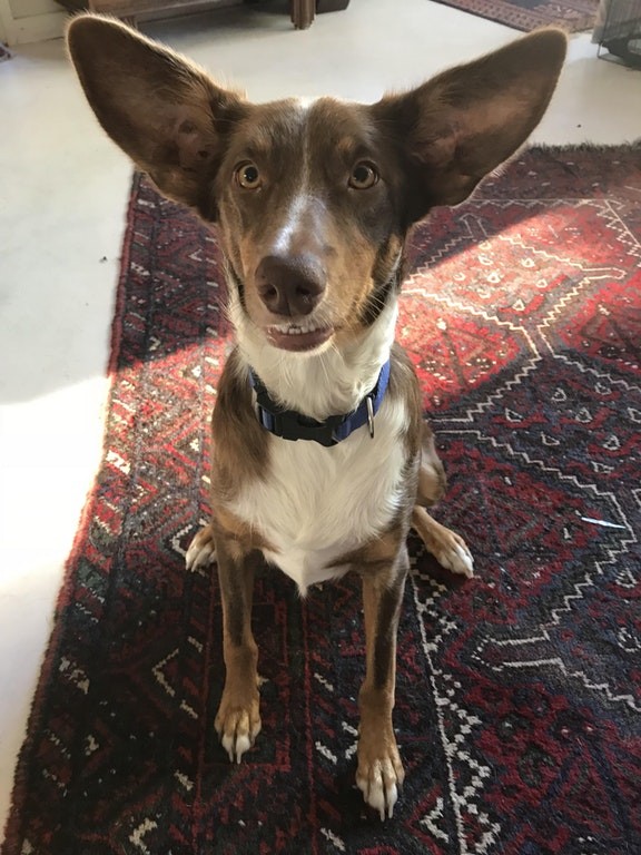 "This is Humphrey, our adopted dog who failed his training course because he just wanted to play with the sheep."