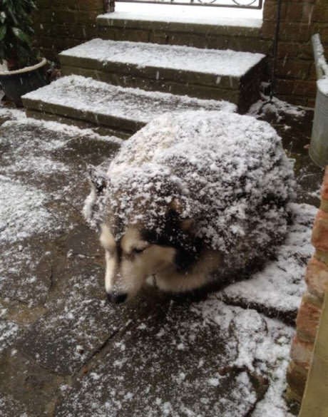 A dog-hedgehog!