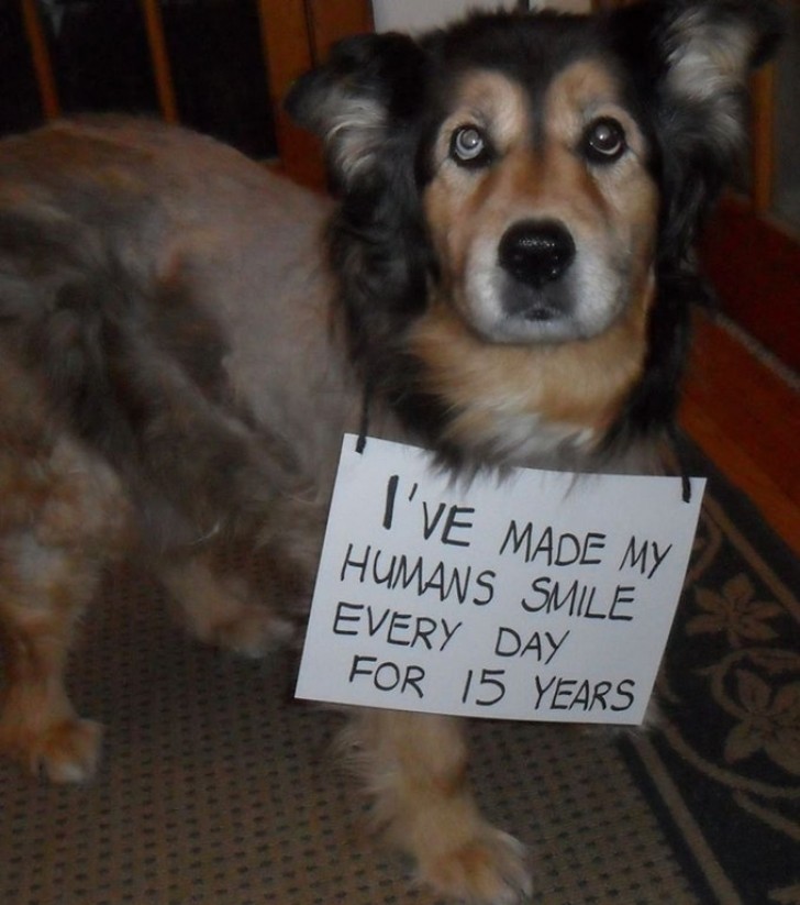 "I made my humans smile every day for 15 years."