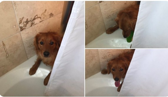 "My dog ​thinks I'm sick every time I take a bath (because he hates taking a bath), so he throws his toys in the tub to make me feel better."