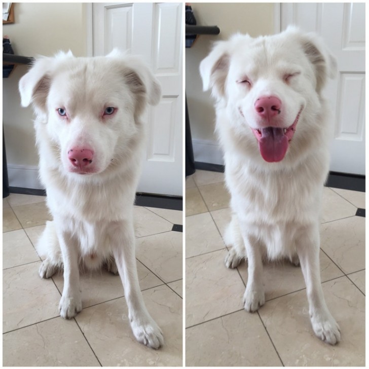 "The way my deaf dog answers me when I tell him he's good in sign language."